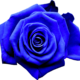 BlueRose Logo Flower